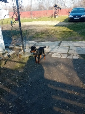 Vind femela jagdterrier