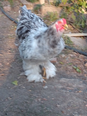 Se vinde rasă brahman! - imagine 2