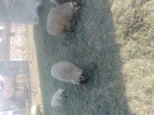 Vînd 6 oi cu miei - imagine 2