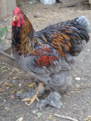 Se vinde rasă brahman! - imagine 3