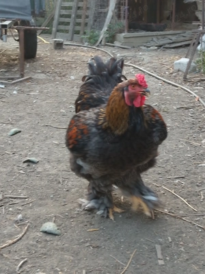 Se vinde rasă brahman! - imagine 5