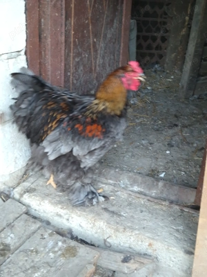 Se vinde rasă brahman! - imagine 4