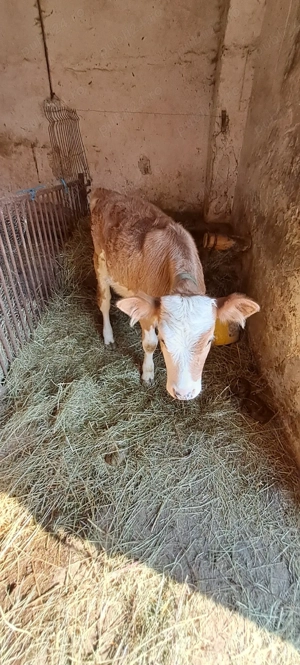 vitelusa de vanzare - imagine 2