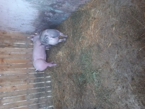 Scrofita  pentru  reproductie  - imagine 3