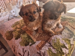 Pechinezi frumoși si jucăuși 