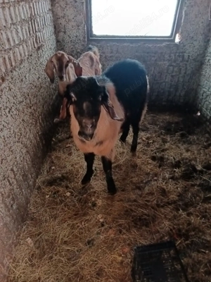   capre siȚapi anglo-nubian  - imagine 2