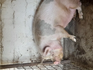 Vind scroafa pentru sacrificiu 