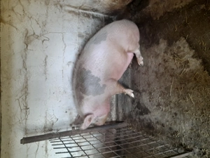 Vind scroafa pentru sacrificiu  - imagine 2