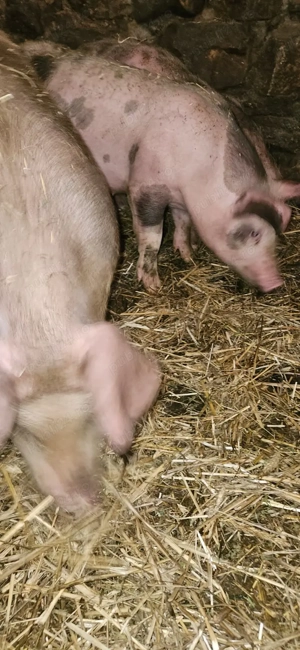 Grăduni de vânzare - imagine 4