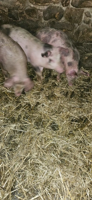 Grăduni de vânzare - imagine 2