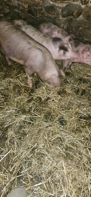 Grăduni de vânzare - imagine 3