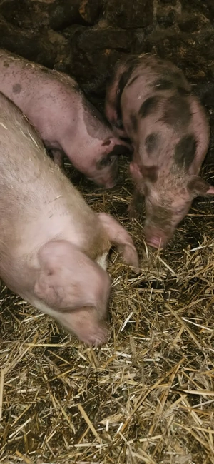 Grăduni de vânzare - imagine 5