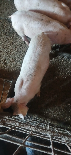 Purcei pietrean ieftini - imagine 3