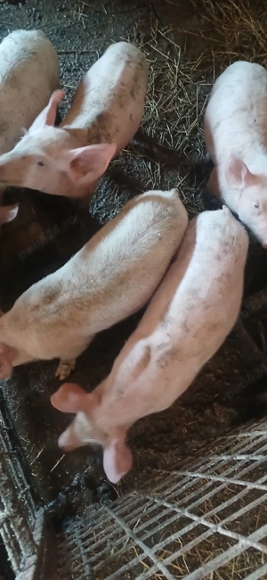 Purcei pietrean ieftini - imagine 5