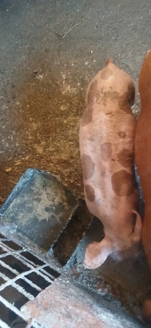 Purcei pietrean ieftini - imagine 4