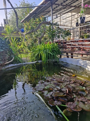 Casa de vanzare la Insula Mures (Zona 3 Insule), Arad - imagine 3