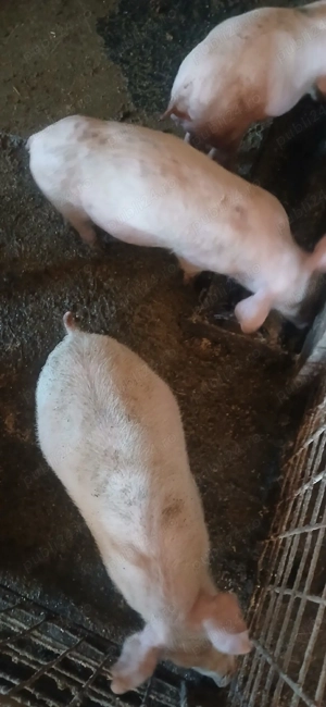 Purcei pietrean ieftini - imagine 2