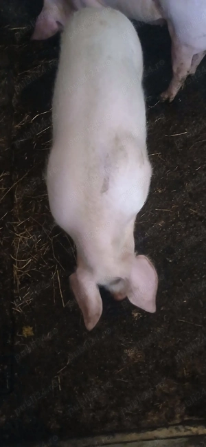 purcica de vanzare - imagine 2