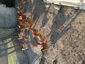 Vând 20 puicuțe ouătoare tetra H