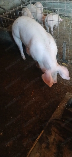 purcica de vanzare - imagine 3