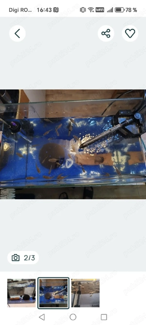 Acvariu cu pești  - imagine 3