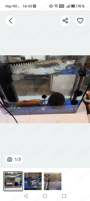 Acvariu cu pești  - imagine 2