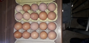 Ouă găini crescute la țară 1,5 lei