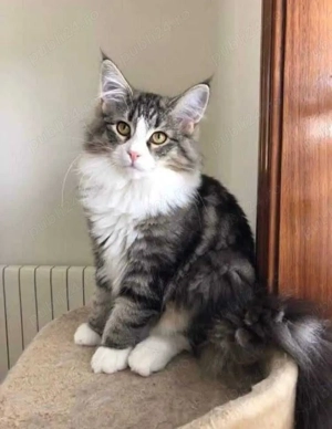 Norvegian de pădure  - imagine 2