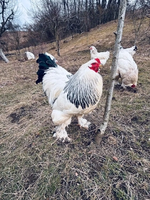 Vând ouă Brahma HD 