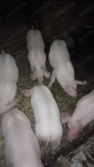 Grasuni 8 sap rasă  landrace cu marele alb 