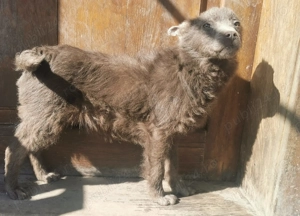 Vande catel de intors oi  - imagine 2