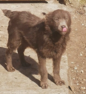 Vande catel de intors oi  - imagine 4