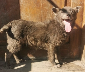 Vande catel de intors oi 