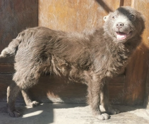 Vande catel de intors oi  - imagine 3