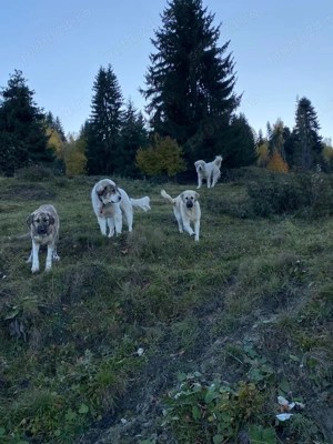 Ciobănesc de Vanzare  - imagine 4