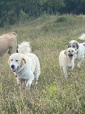 Ciobănesc de Vanzare  - imagine 5