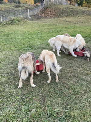 Ciobănesc de Vanzare  - imagine 2