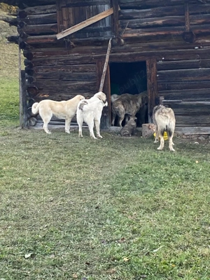 Ciobănesc de Vanzare  - imagine 3