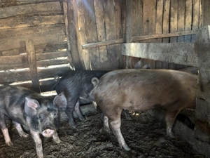 Vând porci , prețul este negociabil  - imagine 3
