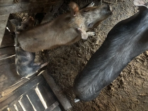 Vând porci , prețul este negociabil  - imagine 5