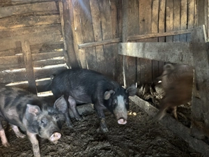 Vând porci , prețul este negociabil  - imagine 4