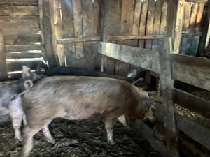 Vând porci , prețul este negociabil  - imagine 2