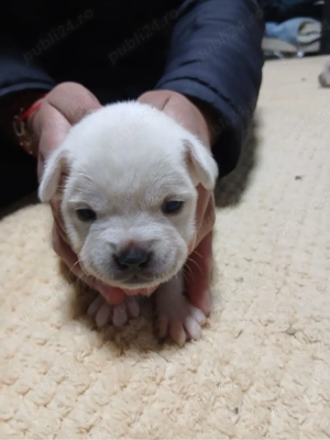 sa vand pui da buldog francez  - imagine 2