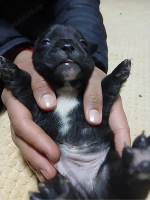 sa vand pui da buldog francez 