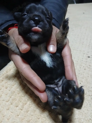 sa vand pui da buldog francez  - imagine 5