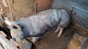 Porc de vânzare  - imagine 2
