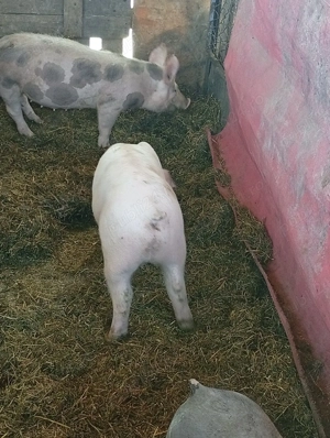 porci de vezarel - imagine 2