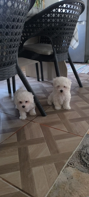 Doi pui de bishoni își caută căsuța nouă ! - imagine 2