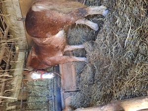 Vand manza de  1 an si 4 luni - imagine 3