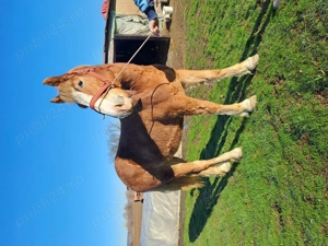 Vand manza de  1 an si 4 luni - imagine 2